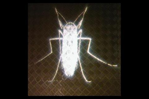 Mosquito images projected onto the floors of the London School of Hygiene and Tropical Medicine.
